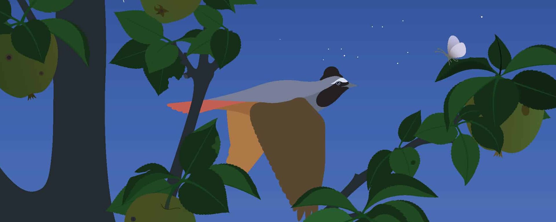 Illustration vectorielle d'Anne Crausaz représentant un rouge-queue dans la nuit.