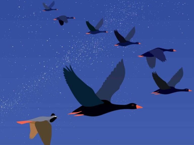 Illustration vectorielle d'Anne Crausaz montrant un rouge-queue en plein vol dans la nuit avec d'autres oiseaux.
