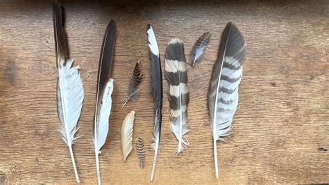 Différents plumes noires et blanches disposées sur une table.