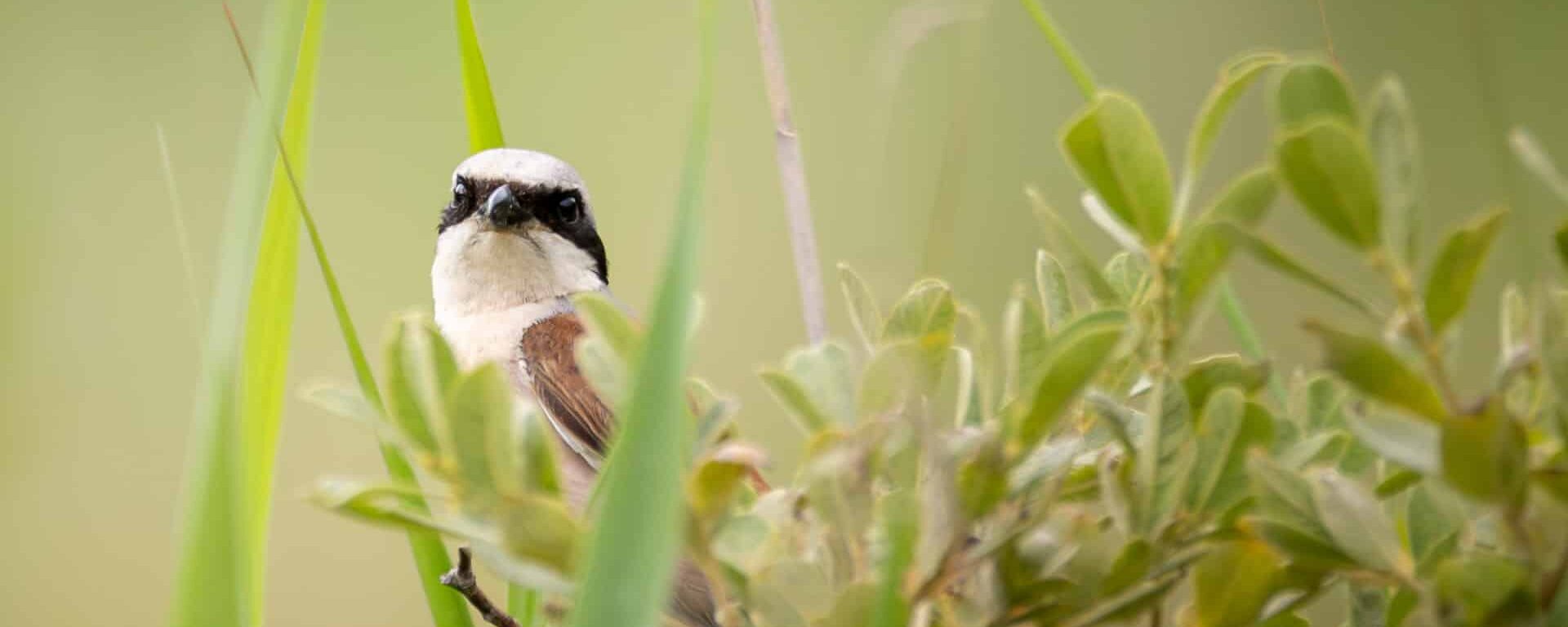 Une pie grièche au milieu de végétaux.