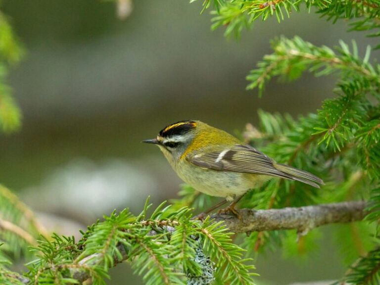 Un Roitelet triples bandeaux sur une branche d'épineux.