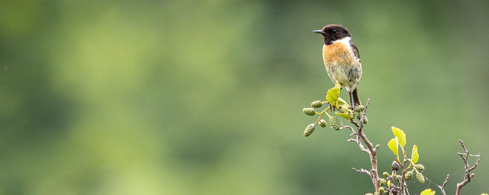 Un Tarier Patre sur une branche avec un arrière plan flou.