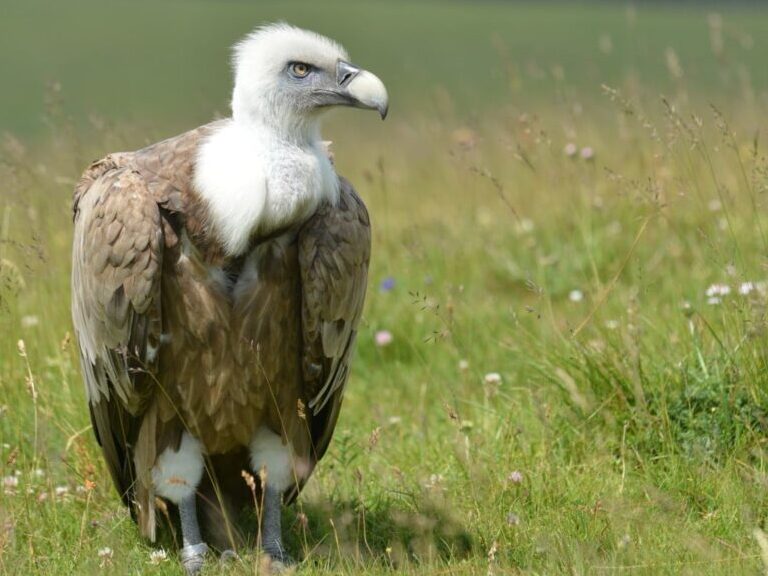 Gros plan d'un Vautour Fauve dans une prairie.