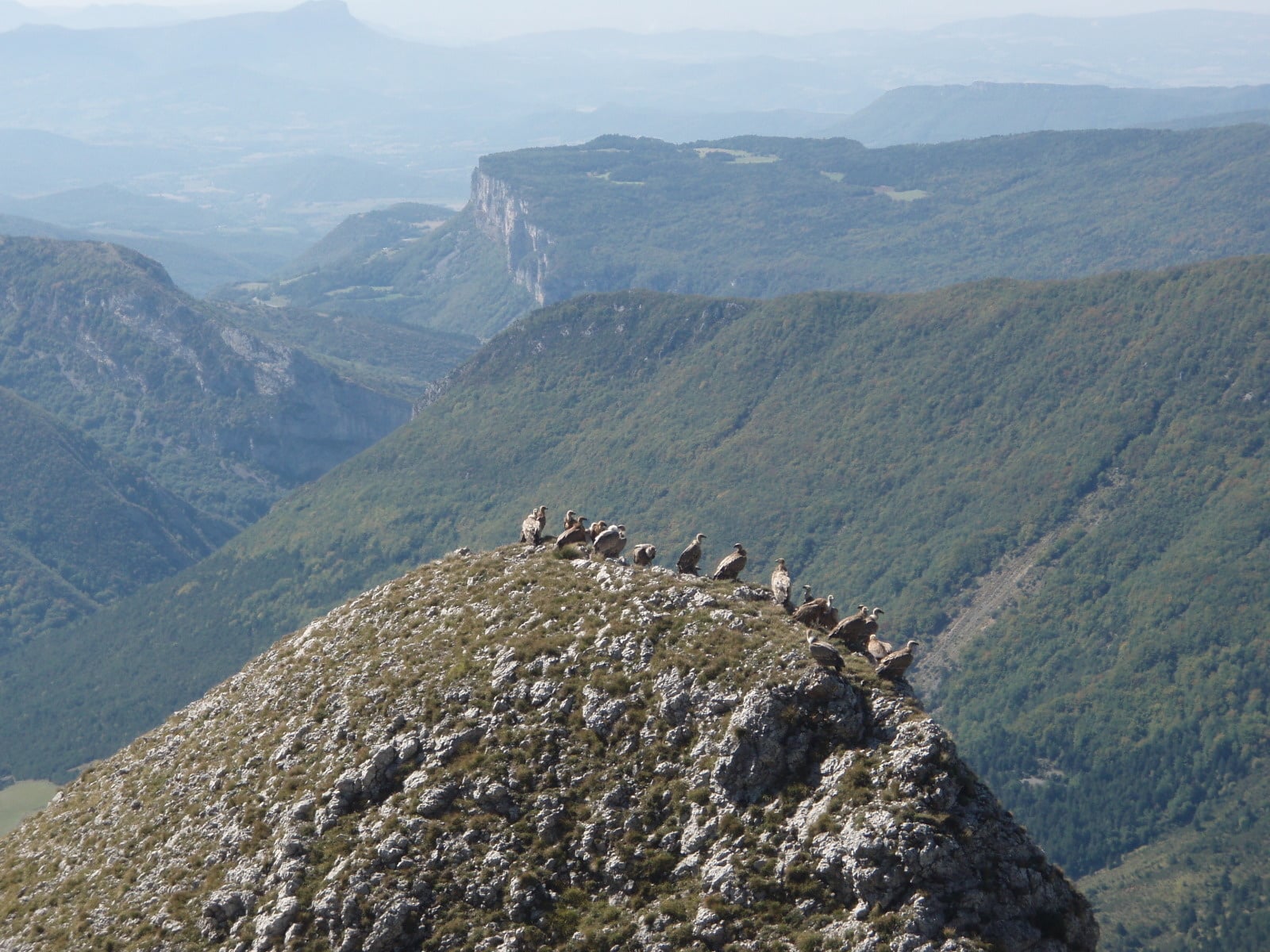 Groupe de Vautours Fauves sur le Roc de Toulau à Ambel.