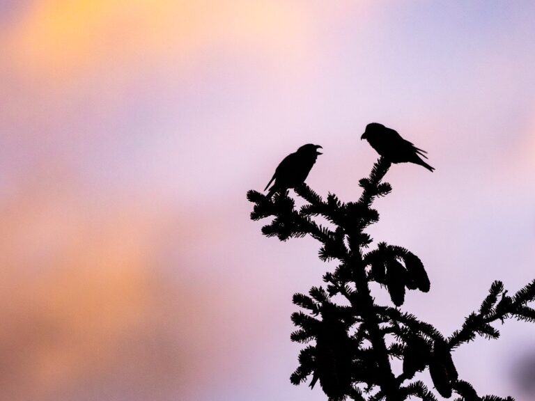 deux silhouettes de becs croisés des sapins perchés sur une branche