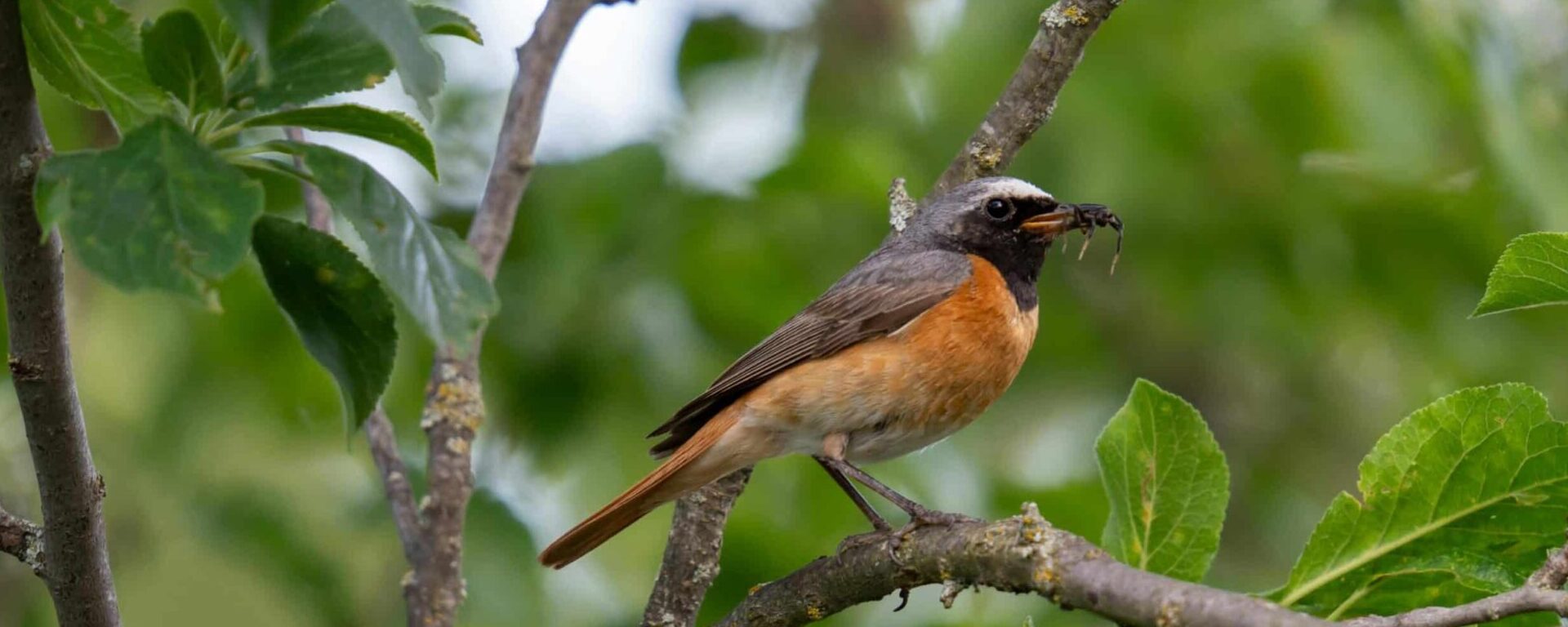 Un rouge queue à front blanc sur une branche