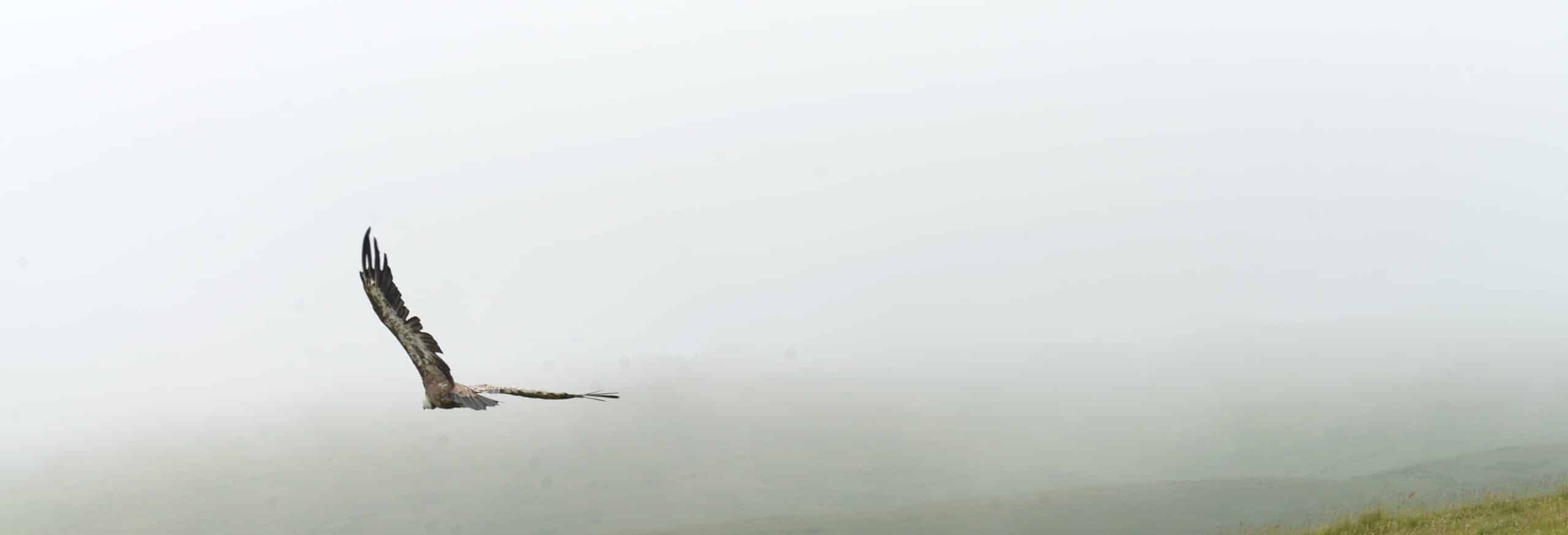 Vautour en plein vol