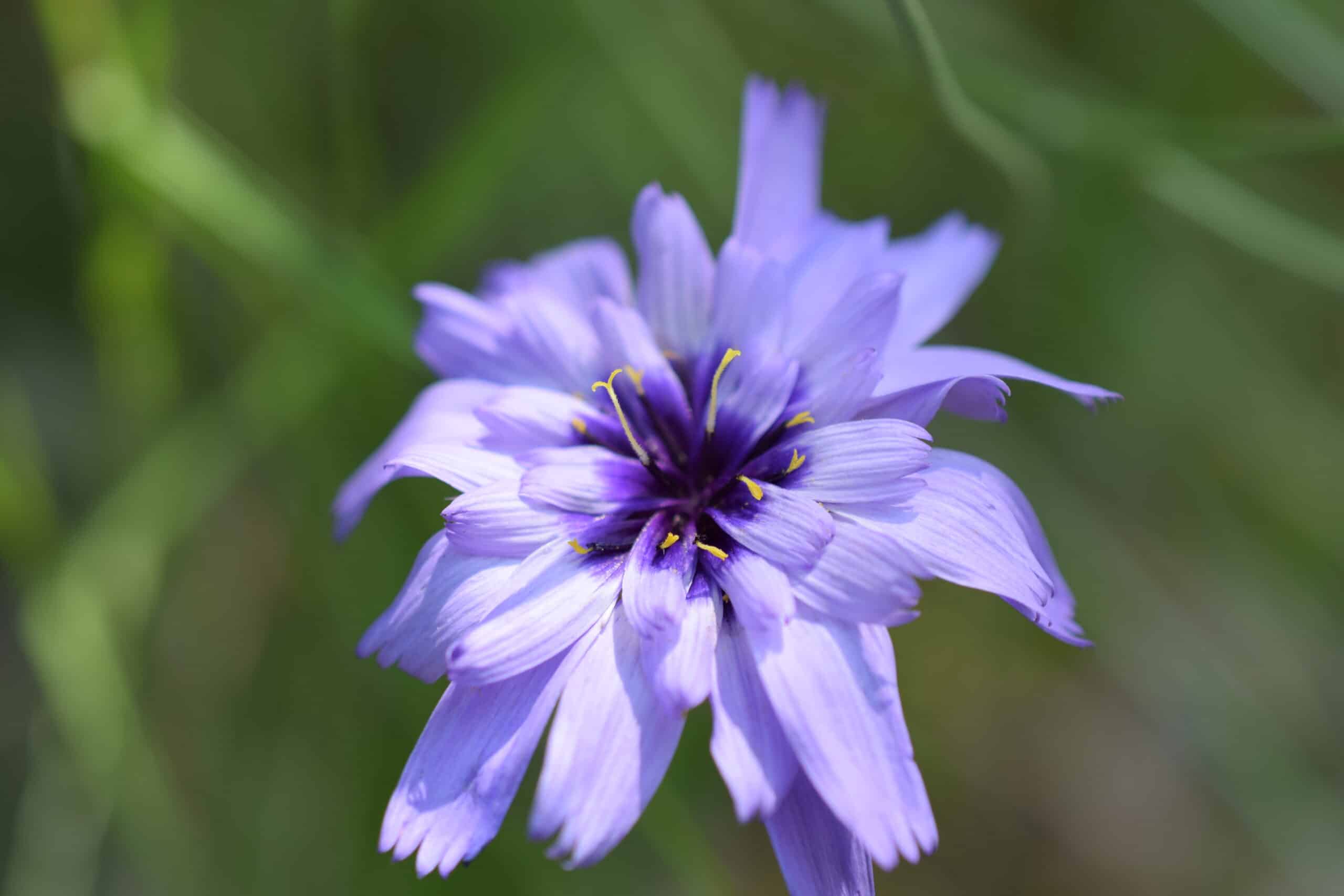 catananche, fleur de la forêt de Saou