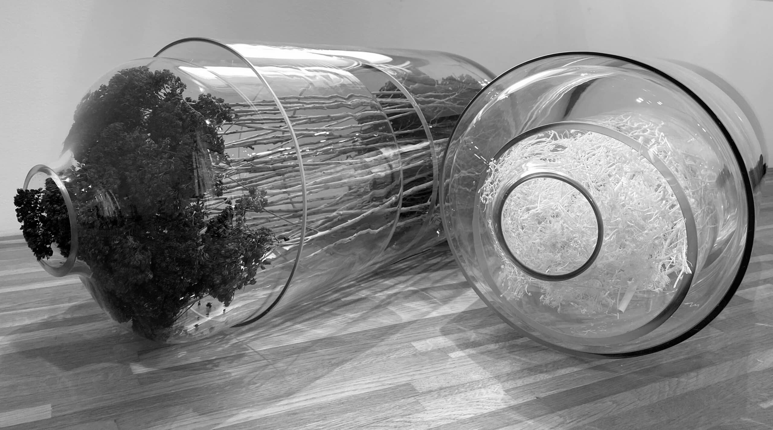 capsules végétales