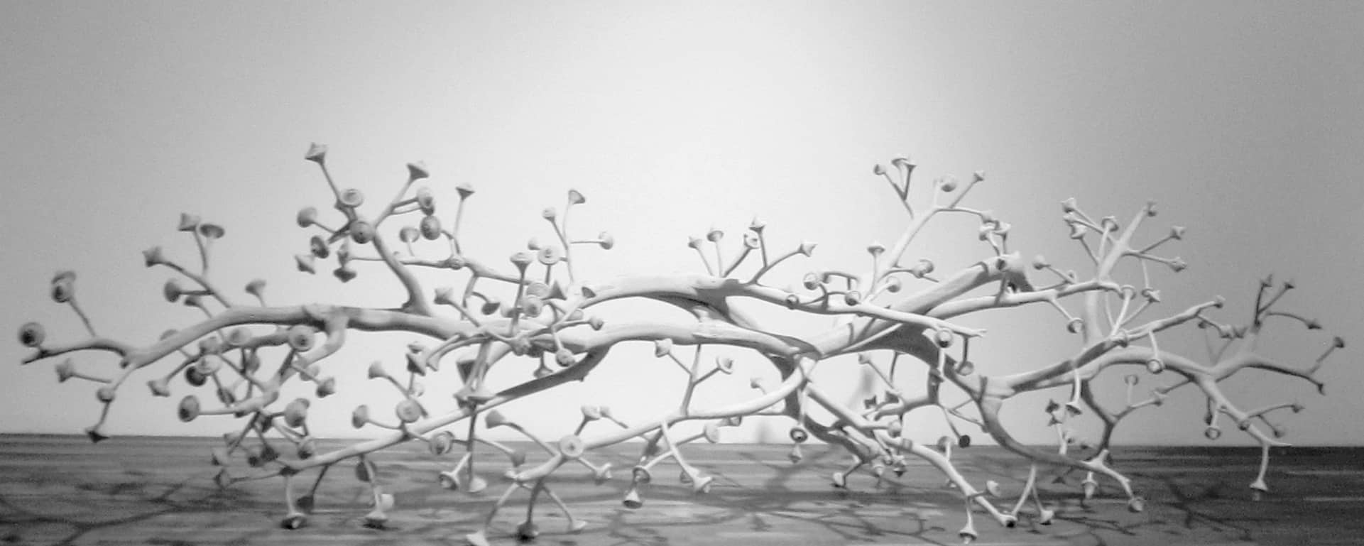 Oeuvre de Marie Denis: grappe