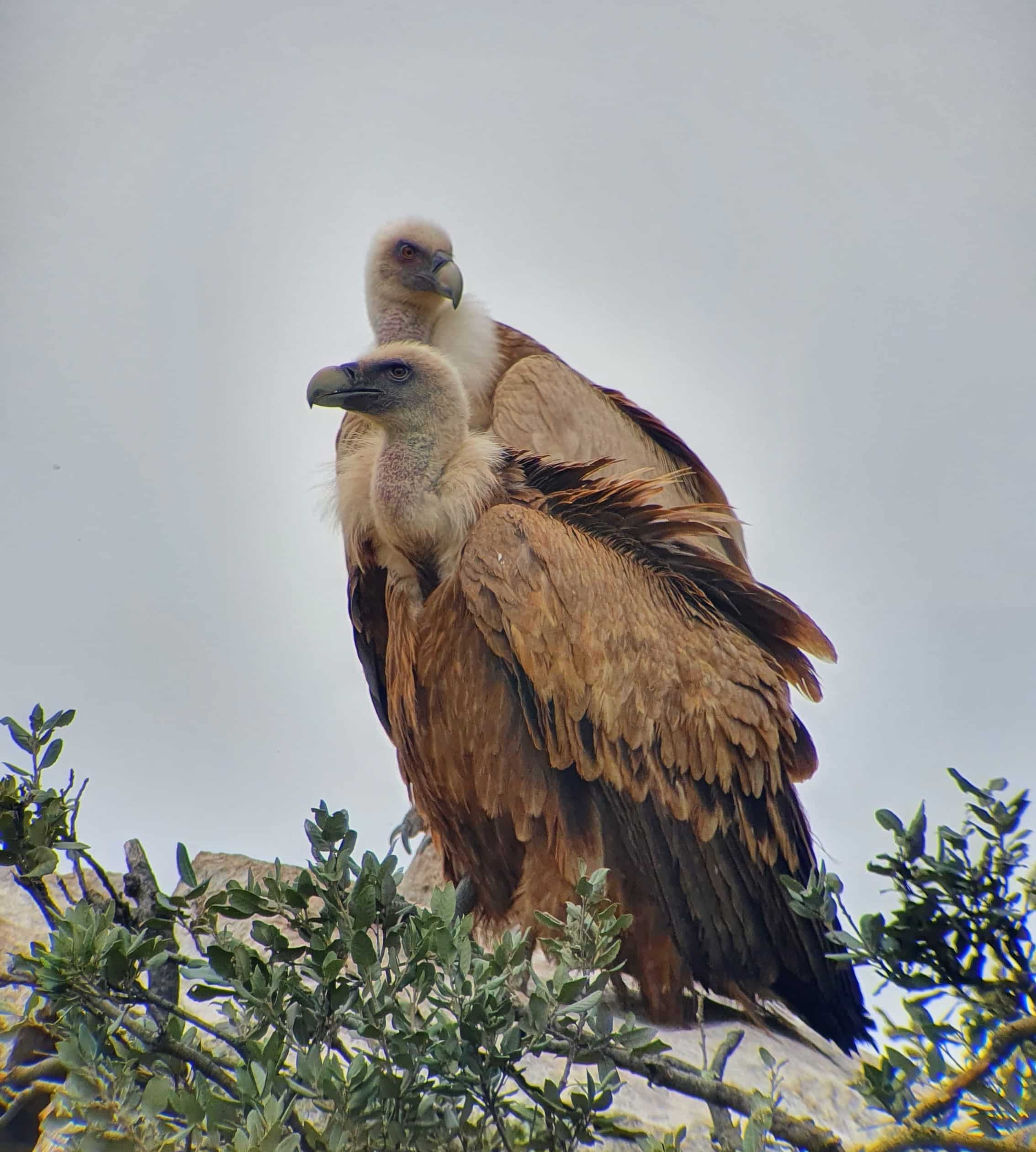 Couple de Vautour fauve