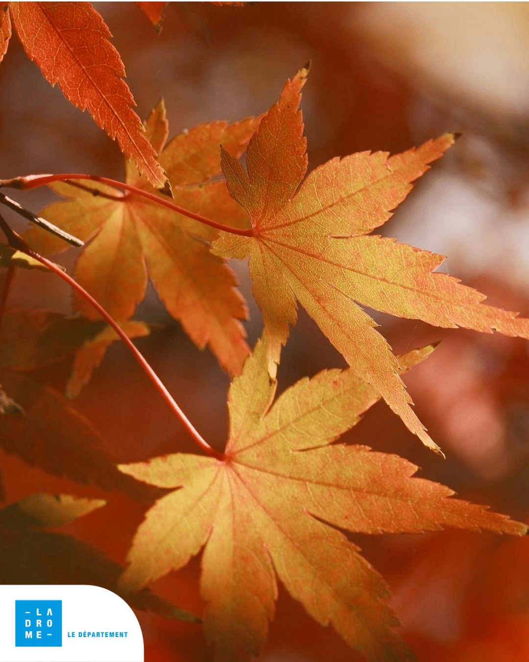 Feuille d'érable en automne
