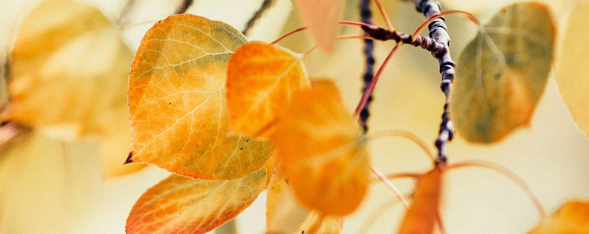 Feuilles de hêtre orange et jaune