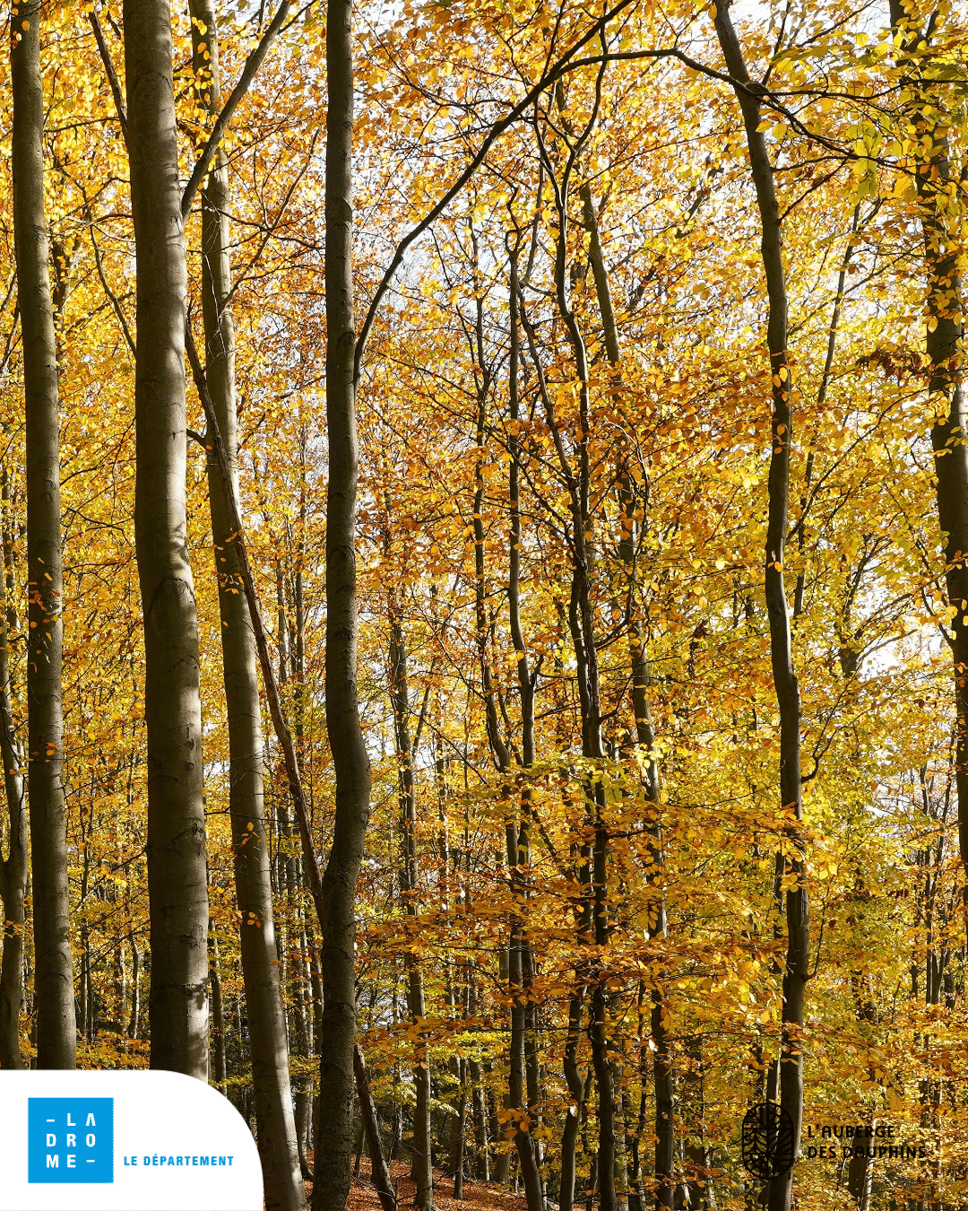arbre en forêt
